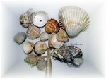 Muscheln