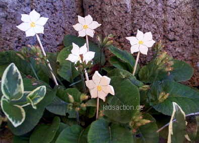 Blumenstecker