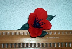 Mohnblume